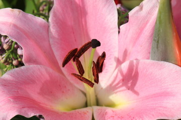 Big pink lilies