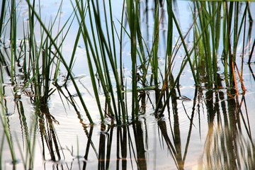 Obraz premium nature zen/lac de monsalut (Gironde -France)
