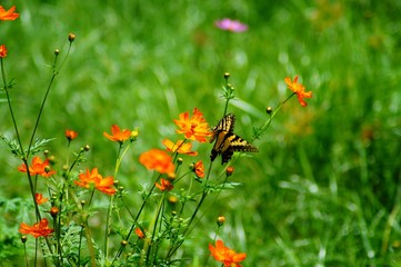 Butterflies and Bees Among Beautiful Wildflowers in a Field