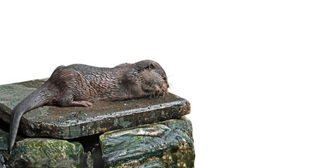 Wet Otter Eating Fish on White Background