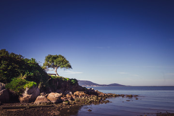 One tree on a hill near the ocean