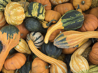 Squash and gourds