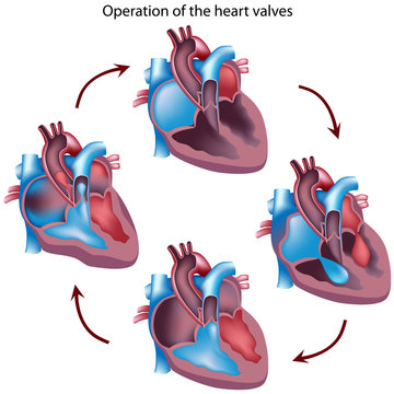 Heart valves operation