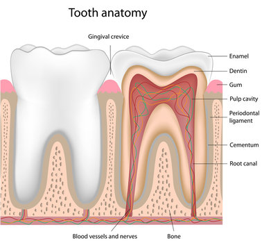 Tooth anatomy, labeled. 
