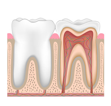 tooth anatomy diagram, white, detailed clip art preview