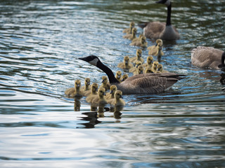 Canada Geese