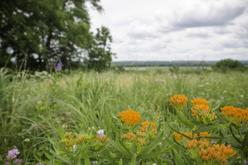 Bloomington MN National Wildlife Refuge landscape. pink and orange flowers with trees and big sky