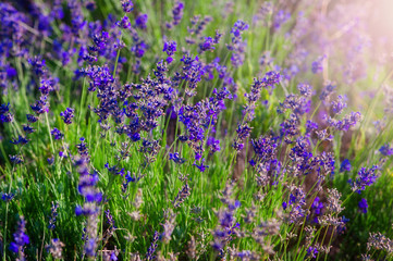 Fototapeta premium Agricultural field with ripe violet lavender crops before harvesting close up.