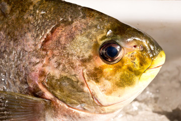 Preparing freshly caught fish 