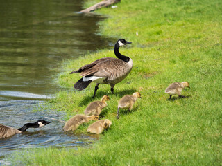 Canadian Geese