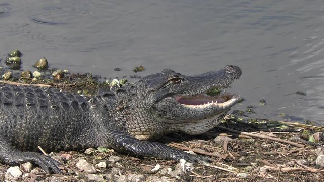 young alligator sunning near water