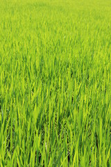 真夏の日光を浴びて青々と輝く水田(宮城県)