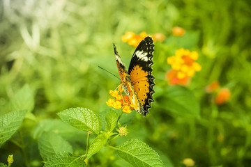 Beautiful Butterfly on Colorful Flower on green garden, Background nature