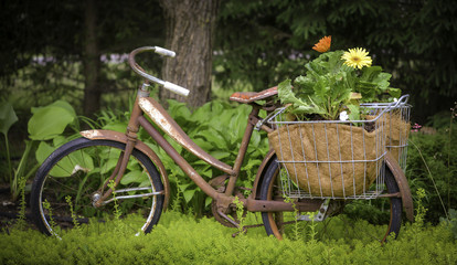 Fototapeta na wymiar Horizontal photo of vintage bicycle with basket of gerbera daisy flowers in the garden. Antique and rusty girls bike gold for a garden. Shabby chic and charming decor for landscape idea. 