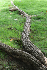 The roots of the trees on the grass.