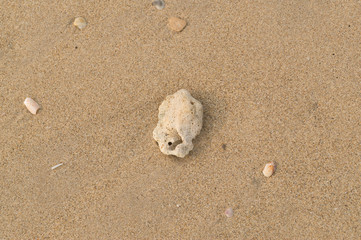 shell on the beautiful beach in south of Thailand