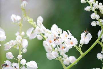 Bees and coral vine flower