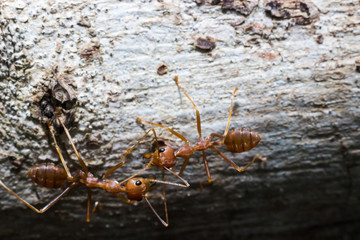 Close up red ant on the tree