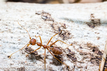 Close up red ant on the tree