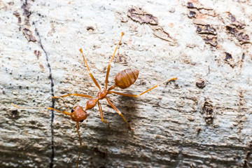 Close up red ant on the tree