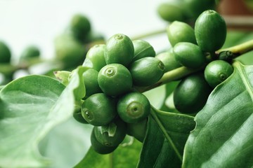 Coffee beans on the tree