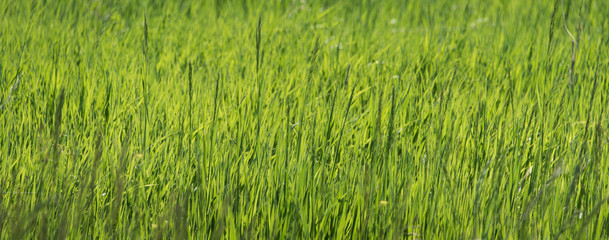 Grass Banner