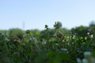 クローバー　レンゲ　接写　背景　レンゲソウ　暑中お見舞　シロツメクサ
