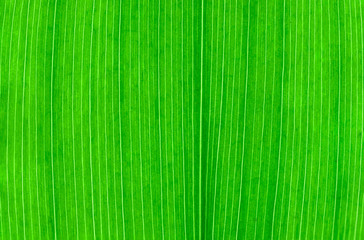 green leaf texture