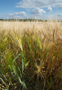 Wheat field sunny day summer texture
