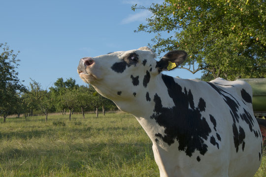 cattle cow bio on a field