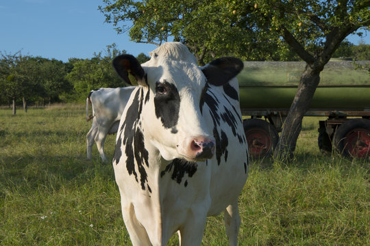cattle  bio cow on a field