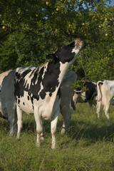 Naklejka na ściany i meble cattle cow bio on a field