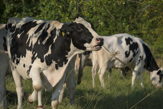 cattle  bio cow on a field