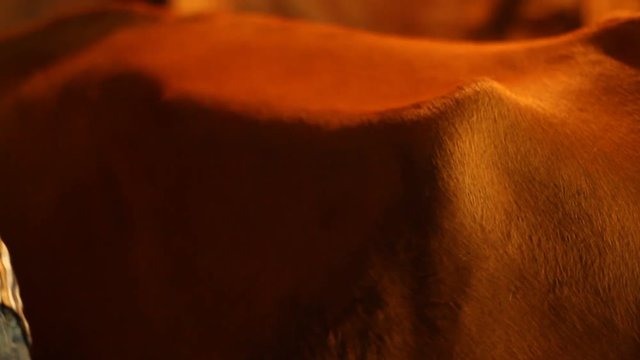 Young Indian man cleans cows flank in Himachal Pradesh, northern India