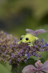 カエル　イメージ