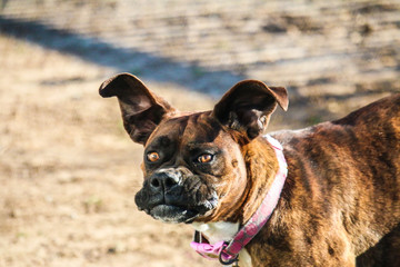 Funny Looking Dog With Floppy Ears Outside