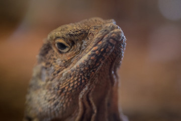 Grumpy lizard face