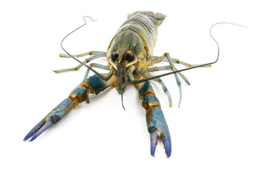 Crayfish or Freshwater lobster on a white background.