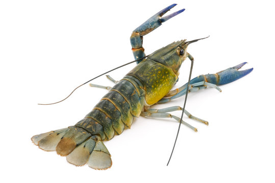 Crayfish or Freshwater lobster on a white background.