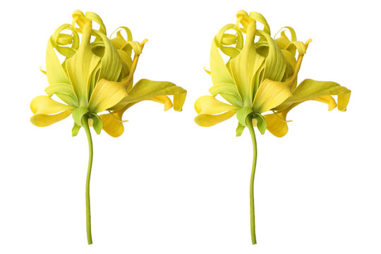 Ylang Ylang Flowers Isolated On White