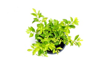 green plant isolated collection on white background