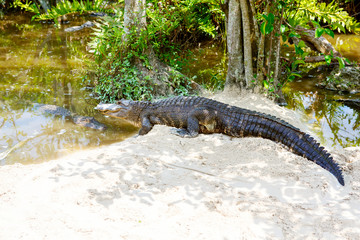 American Alligator in Florida Wetland. Everglades National Park in USA.