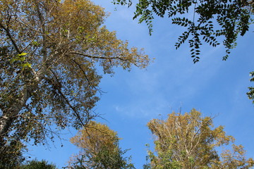 Trees, sky, blue, clouds, spring, summer, leaves, forest, greens, nature