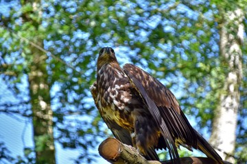 Seeadler