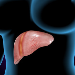 3d illustration of female body liver anatomy
