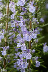 Flowering Rosemary