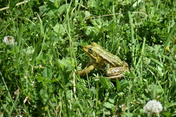 Laubfrosch