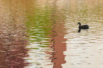 Duck in reflections in water at sundown