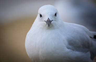 Seagull looking at camera
