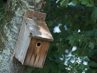野鳥を保護する巣箱